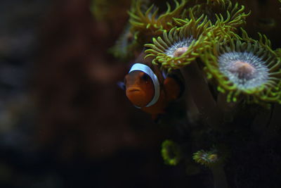 Close-up of fish swimming in sea