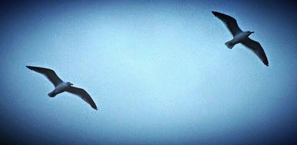 Low angle view of seagull flying against sky