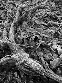 Full frame shot of dried plant on field