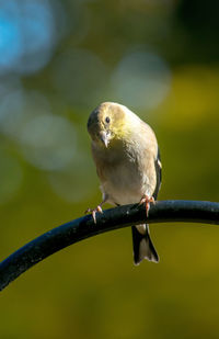 A cute little golden finch gives a sweet look as he sits on his perch on a beautiful fall day