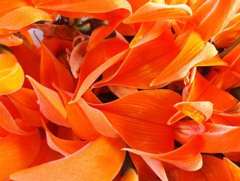 Full frame shot of orange flowering plant