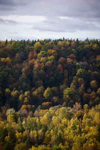 High angle view of trees in forest against sky