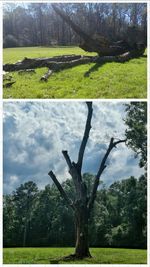 Trees on grassy field