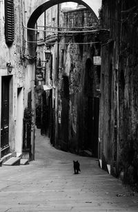 Cat standing on street