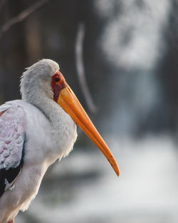 Yellow-billed stork at lake naivasha, rift valley, kenya