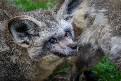 Close-up of an animal looking away