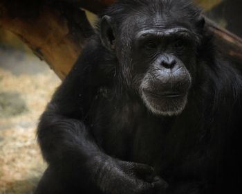 Close-up portrait of monkey