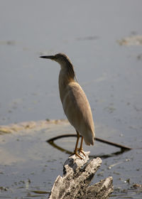 Tufted sgarza set among aquatic chaplains