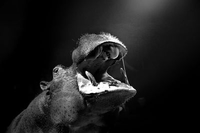 Hippopotamus on black background