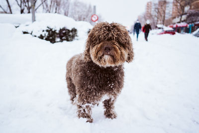 Dog on snow covered field