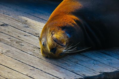 Close-up of seal on wood