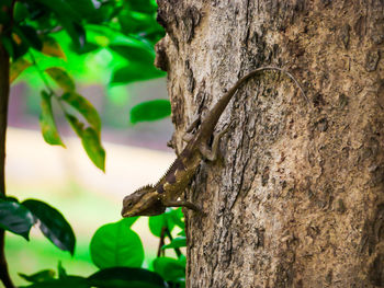 Close-up of lizard on tree trunk