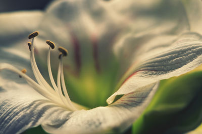 Close-up of flower