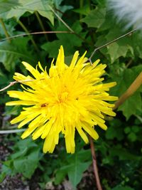 Close-up of yellow flower blooming outdoors