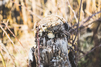 Close-up of mushroom growing on tree trunk