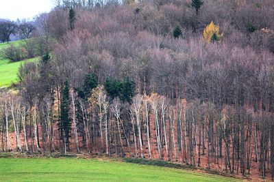 Trees on grassy field