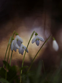 Close-up of white flowering plant