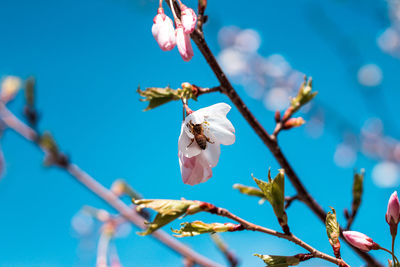 Bee pollinating a cherry blossom tree