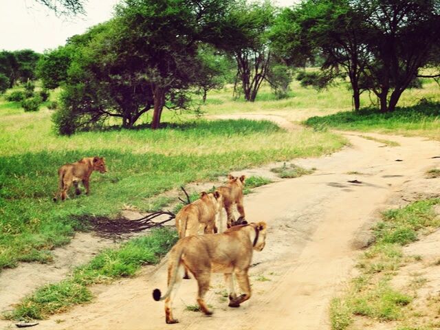 animal themes, mammal, domestic animals, tree, livestock, field, grass, two animals, landscape, road, grazing, nature, herbivorous, zoology, day, one animal, wildlife, dirt road, medium group of animals, walking