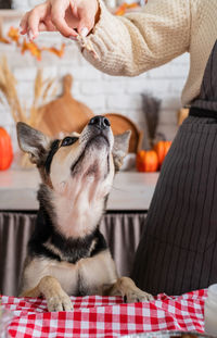 Midsection of man playing with dog