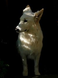 View of a dog looking away