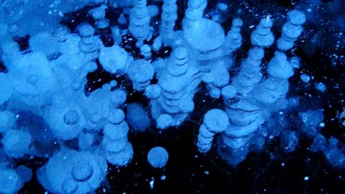 Close-up of coral underwater