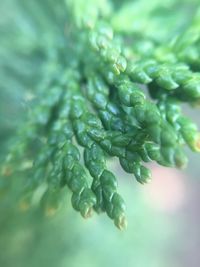 Close-up of water drops on leaves