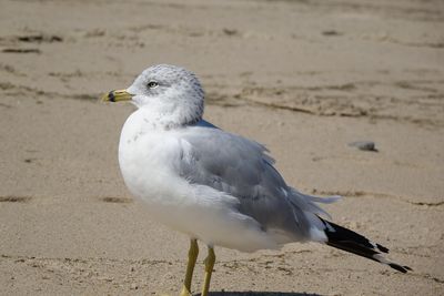 Close-up of seagull on sand