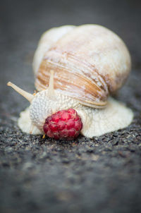 Close-up of snail eating raspberry on road