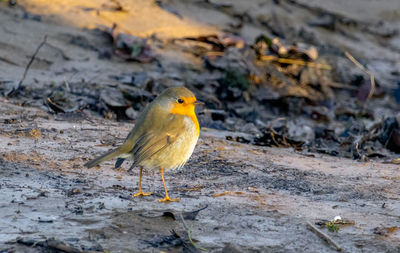 Close-up of bird perching on rock