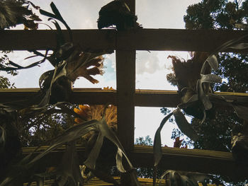 Low angle view of plants seen through window