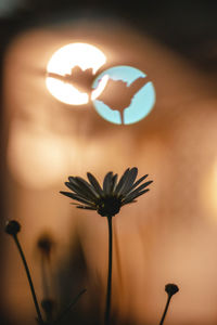 Close-up of illuminated flower