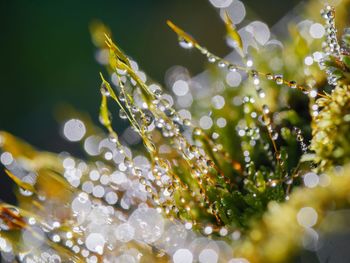 Close-up of water drops on plant