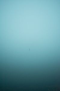 Bird in water against clear sky