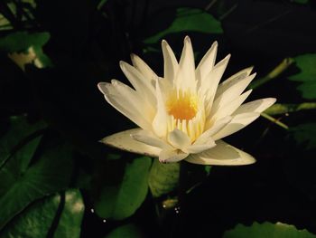 Close-up of lotus water lily in pond