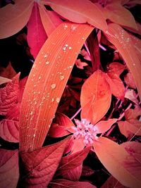 Close-up of leaves