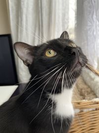 Close-up of a cat looking away