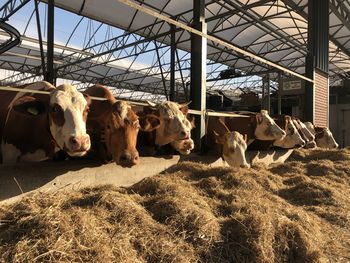 Cows in a shed