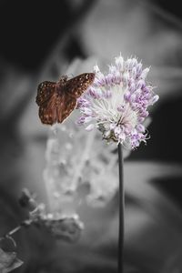 Close-up of butterfly pollinating on flower