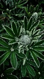 Close-up of insect on plant