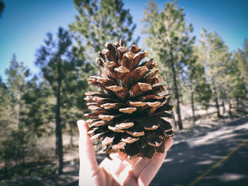 Close-up of hand holding pine tree