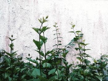 Close-up of plant against blurred background