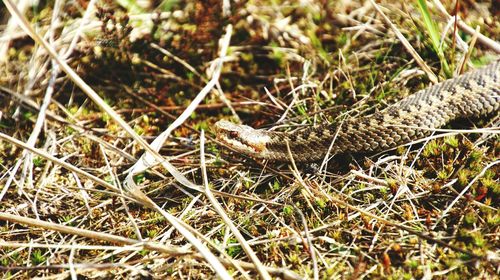 High angle view of viper snake on dry grass