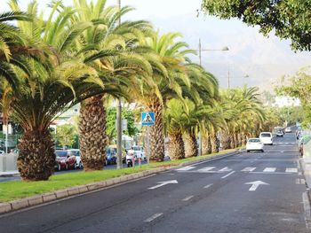 Road by palm trees in city