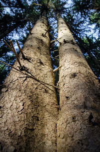 Low angle view of tree trunk in forest