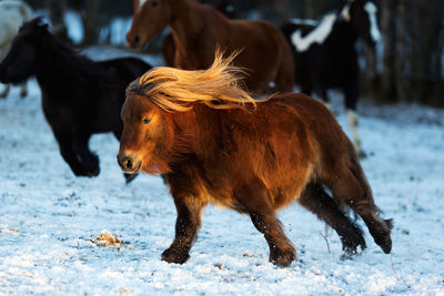 Horses walking on snow field