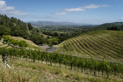 Scenic view of vineyard against sky