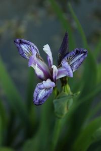 Close-up of purple flowers blooming