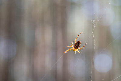 Close-up of spider on spider web