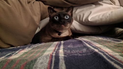 Portrait of cat relaxing on bed